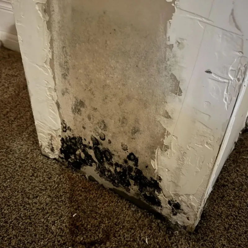Professional Mold Removal in Haubstadt, IN